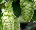 Шишки хмеля и их лечебные свойства: применять осторожно