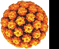 Вирус папилломы человека: в чем опасность?