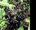 Бузина чёрная – растение для здоровья и долголетия