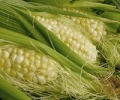 Кукурузные рыльца для похудения – правила применения и предостережения
